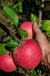 Fred Gravenstein Apple - Raintree Nursery