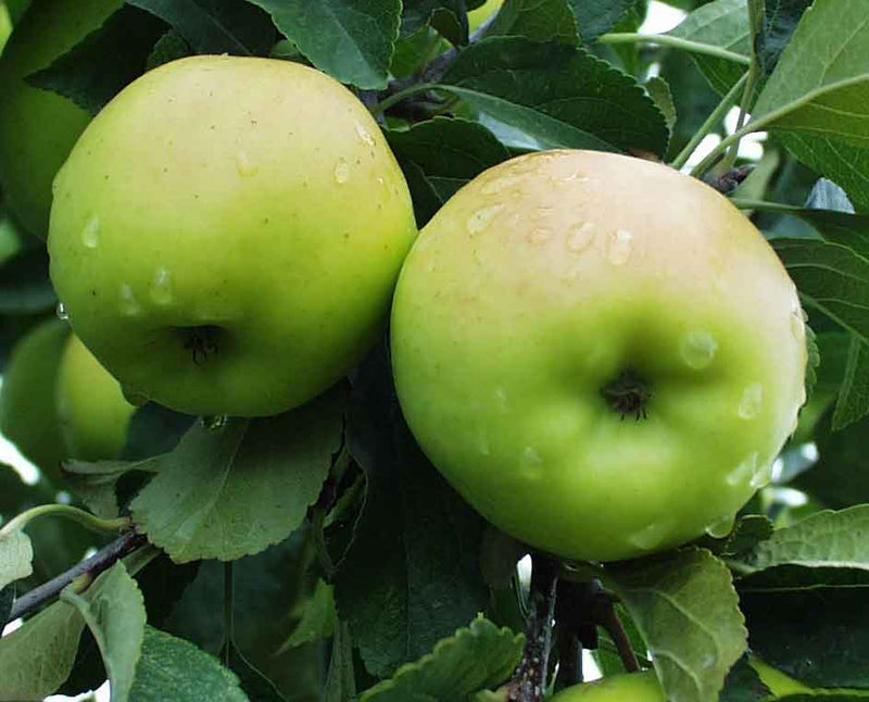 Greensleeves Apple - Raintree Nursery