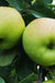 Greensleeves Apple - Raintree Nursery