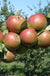 Granniwinkle Cider Apple - Raintree Nursery