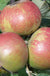 Karmijn de Sonnaville Apple - Raintree Nursery
