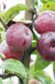 Kingston Black Cider Apple - Raintree Nursery