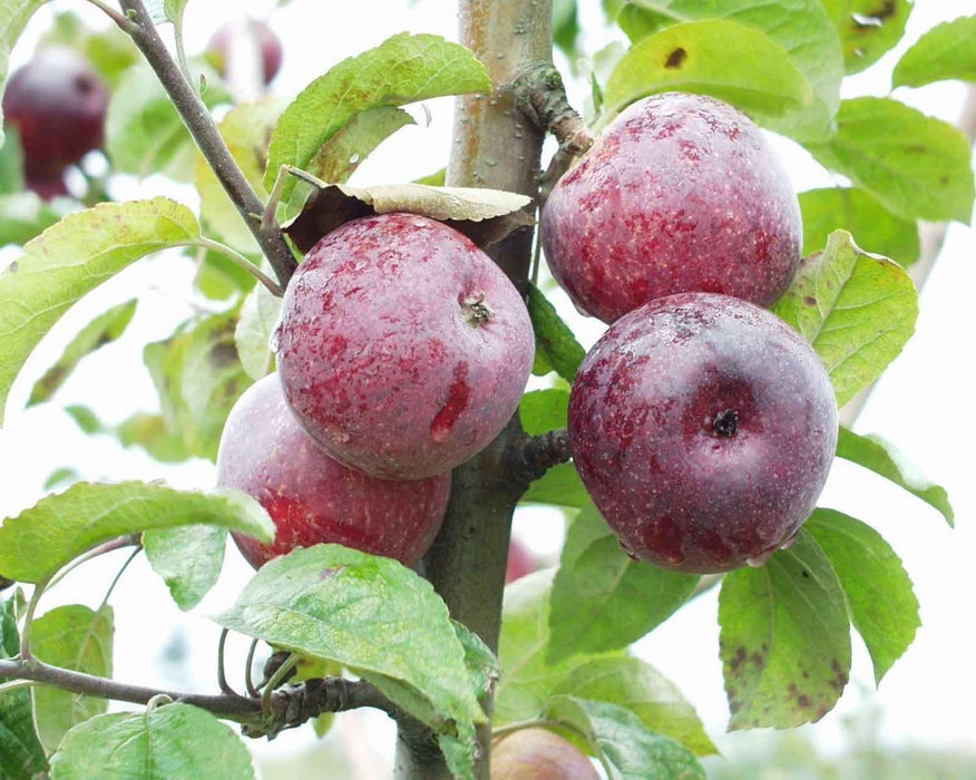 Kingston Black Cider Apple - Raintree Nursery