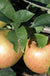 Jonagold Apple Tree - Raintree Nursery