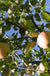 Johnny Appleseed Apple - Raintree Nursery