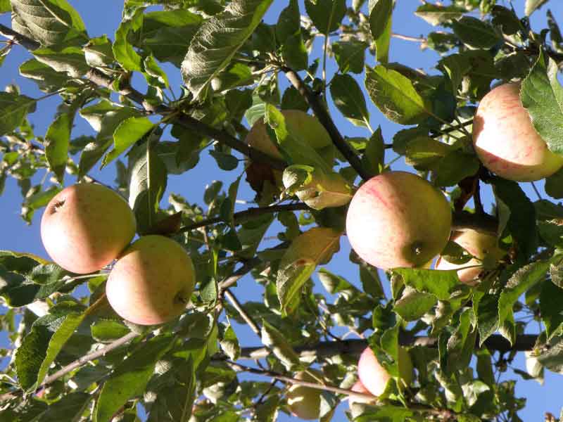 Johnny Appleseed Apple - Raintree Nursery