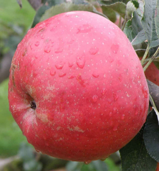 Tompkins King Apple Tree - Raintree Nursery