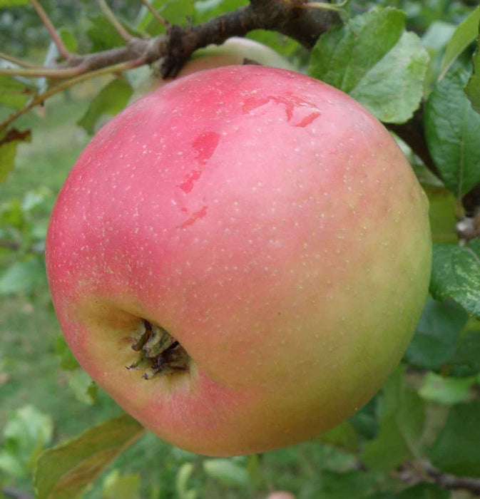 King Edward VII Apple - Raintree Nursery
