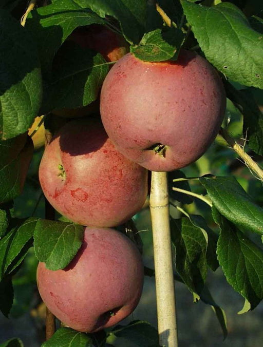 Liberty Apple - Raintree Nursery