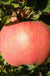 Melrose Apple - Raintree Nursery