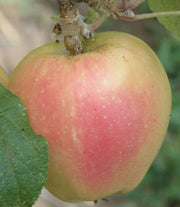 Mott's Pink Apple - Raintree Nursery
