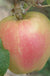 Mott's Pink Apple - Raintree Nursery