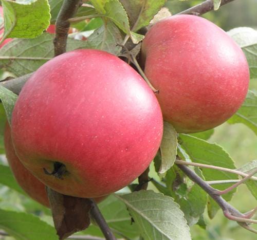 Queen Cox Self-Fertile Apple - Raintree Nursery