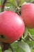 Queen Cox Self-Fertile Apple - Raintree Nursery
