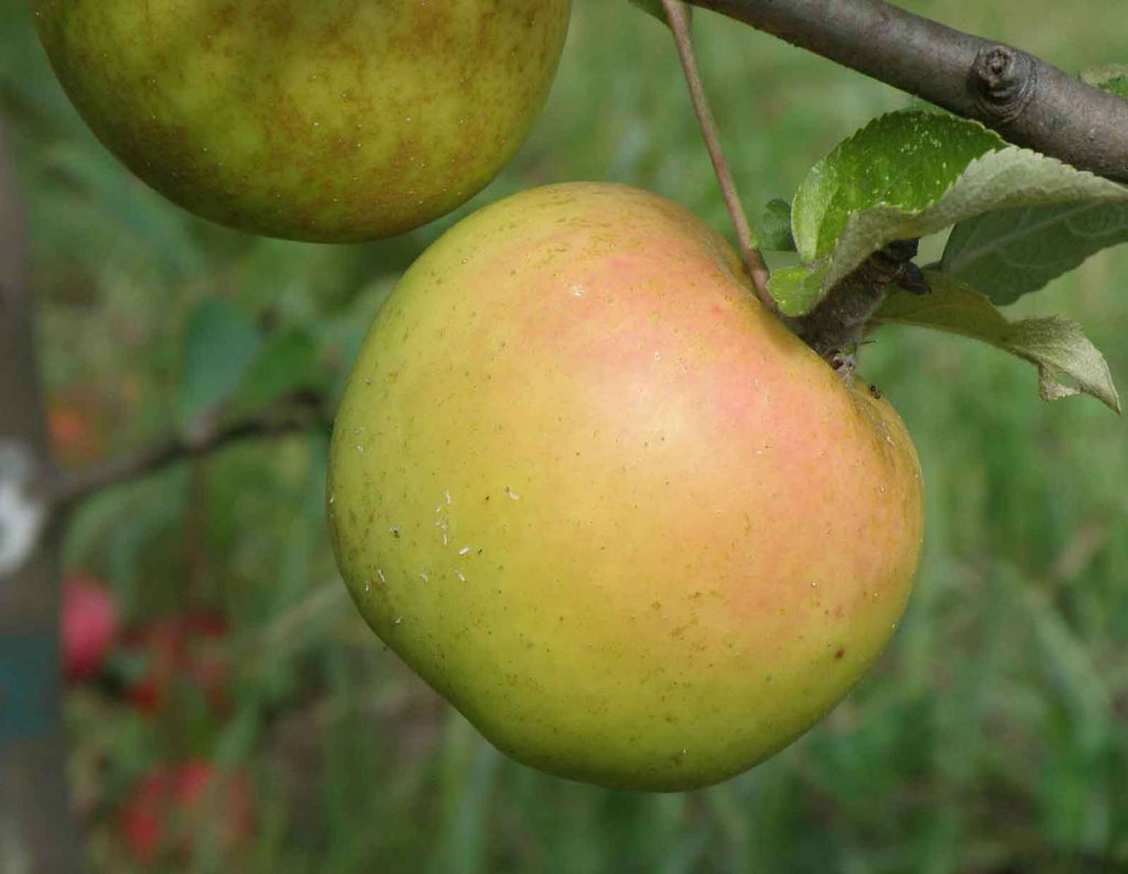 Delicious Fresh Eating Apples for Your Garden | Raintree Nursery