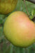 Roxbury Russet Apple - Raintree Nursery