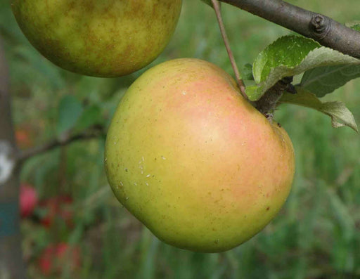 Roxbury Russet Apple - Raintree Nursery