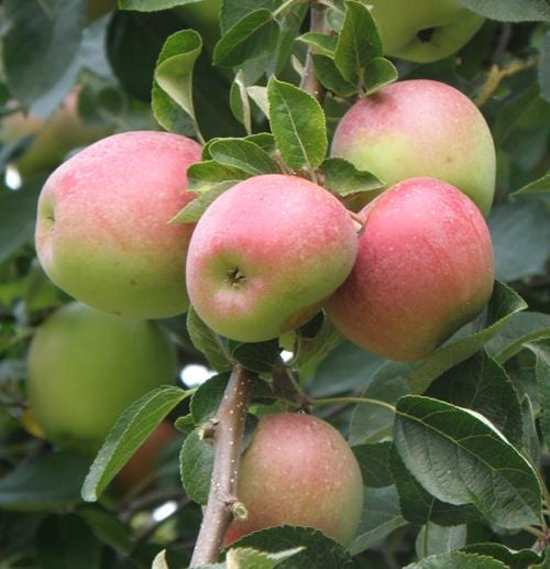 Shay Apple - Raintree Nursery