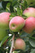 Shay Apple - Raintree Nursery