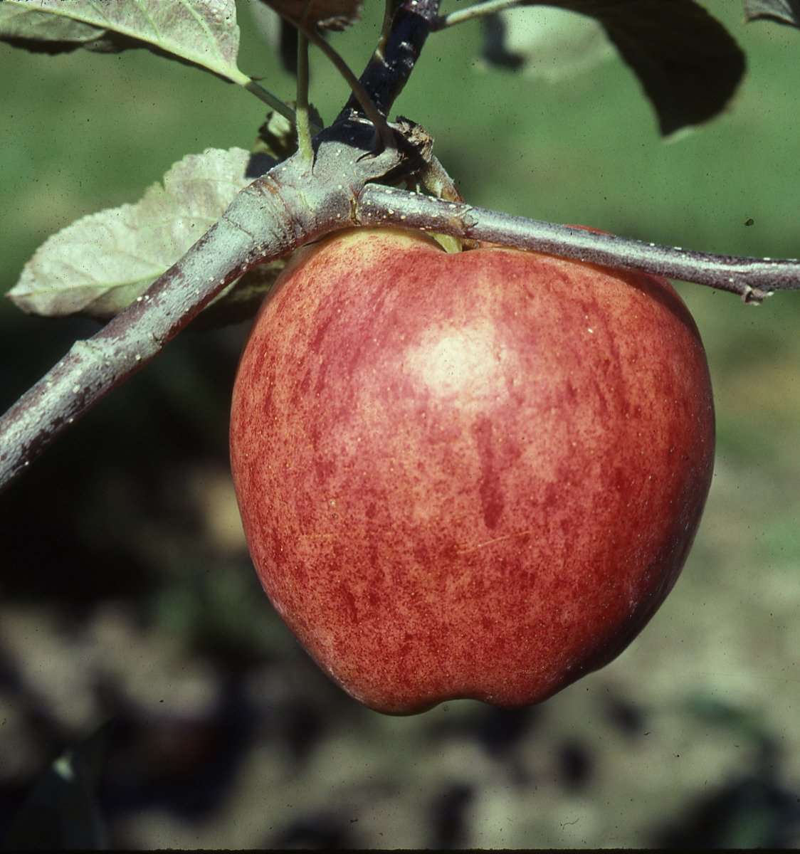 Apple Early Season Pollinators