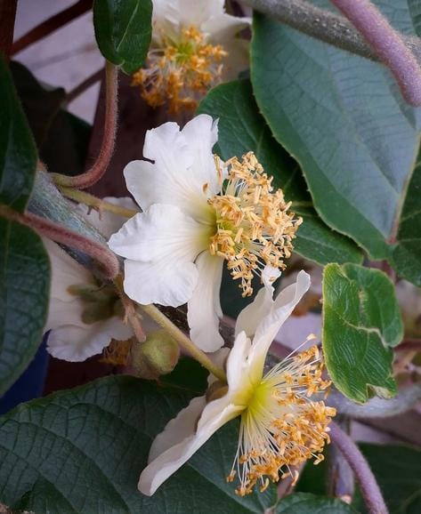 Male Fuzzy Kiwi - Raintree Nursery