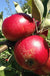 Unbeatable Urban Apple Bundle (3 Trees)-Raintree Nursery-2'-3' Bareroot-
