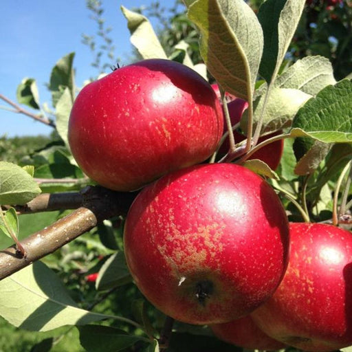 Organic Red Delicious Apples (Per Pound) - Elm City Market