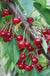 Almaden Duke Cherry - Raintree Nursery