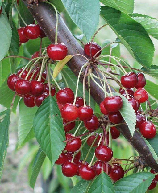 Almaden Duke Cherry - Raintree Nursery