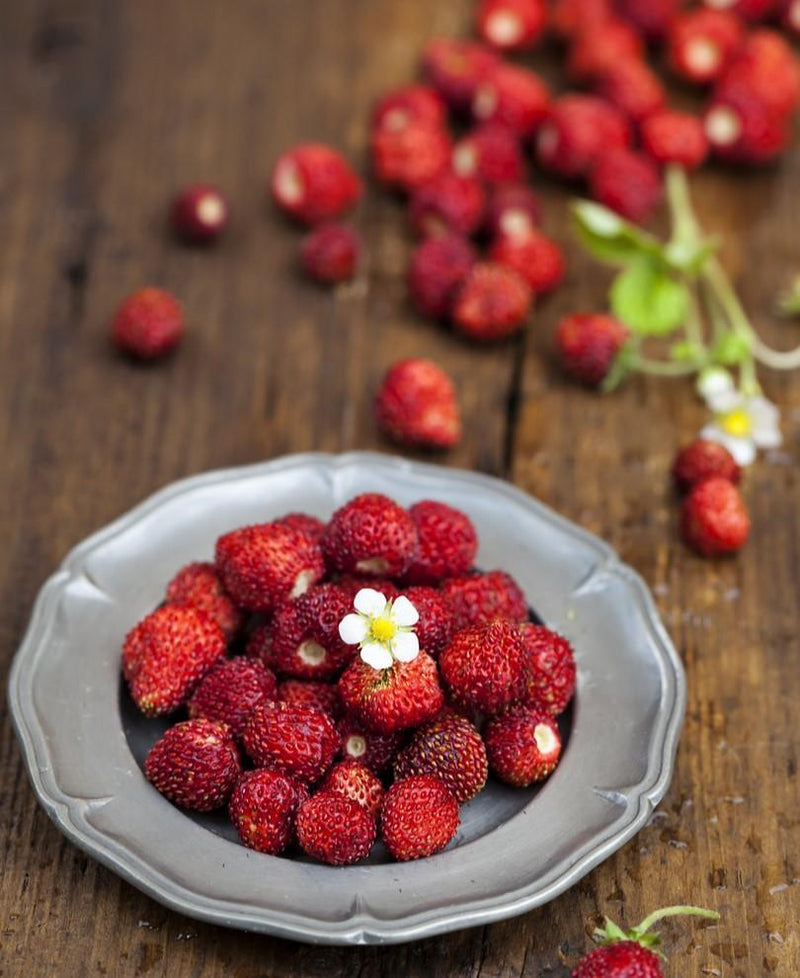 red alpine strawberry seeds Ruby Red Alpine Strawberry Bundle (6 Plants)