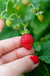 Reine des Vallees Alpine Strawberry-Berries-Raintree Prop-4" Pot-