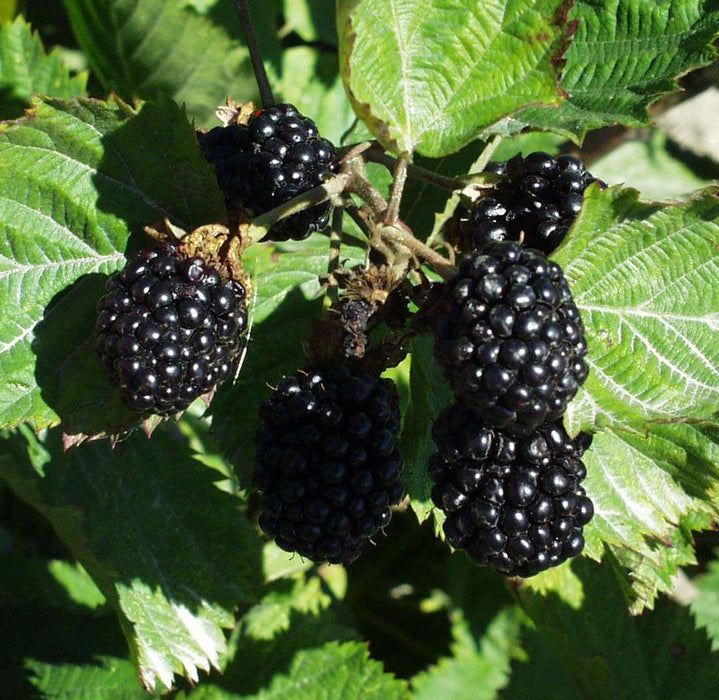 Apache blackberry - Raintree Nursery