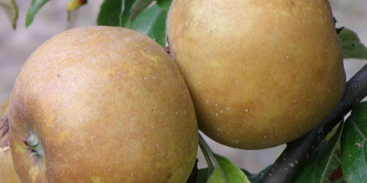Brown Russet Apple — Raintree Nursery