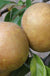 Brown Russet Apple - Raintree Nursery