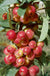 Scarlet Sentinel Columnar Apple-Fruit Trees-Biringer-Semi-Dwarf (2'-3')-