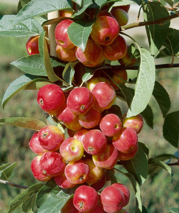 Scarlet Sentinel Columnar Apple-Fruit Trees-Biringer-Semi-Dwarf (2'-3')-