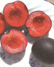 Tlor-Tsiran Apricot - Raintree Nursery