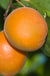 Chinese Sweet Pit Apricot - Raintree Nursery