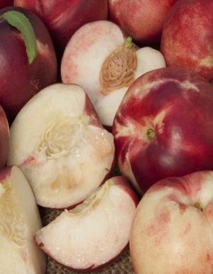 Arctic Babe Nectarine-Miniature - Raintree Nursery