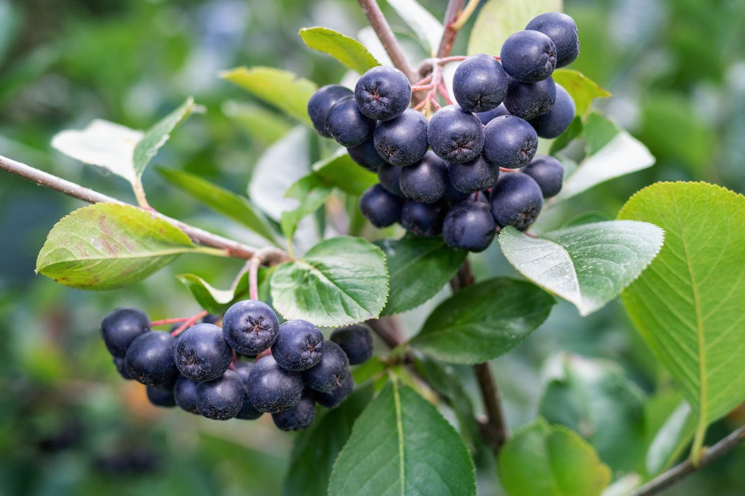 Aronia aronia