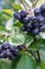 Raintree Select Aronia-Berries-Raintree Prop-1 Gallon Pot-