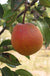 Ooharabeni Asian Pear - Raintree Nursery