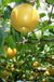 Atago Asian Pear-Fruit Trees-Biringer-Semi-Dwarf (4'-5')-