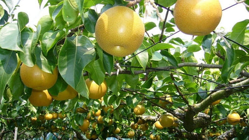 Atago Asian Pear-Fruit Trees-Biringer-Semi-Dwarf (4'-5')-