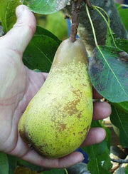 Atlantic Queen European Pear - Raintree Nursery