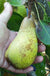 Atlantic Queen European Pear - Raintree Nursery