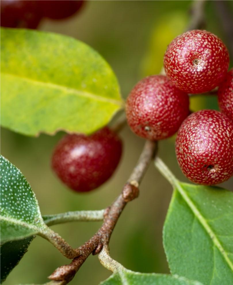 Nitrogen Fixing Plants