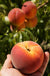 Avalon Pride Peach - Raintree Nursery