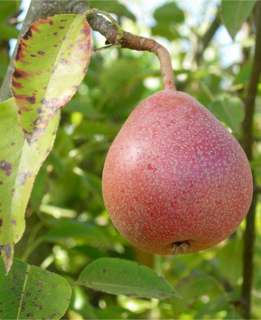 Ayer's European Pear - Raintree Nursery