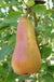 Abbe Fetel European Pear - Raintree Nursery
